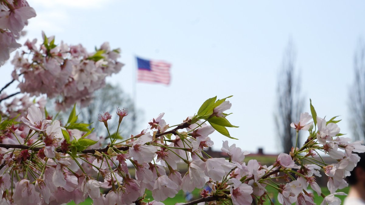 k808a's tweet photo. Not the full hanami experience, but still a welcome touch of Japan at Fort McHenry over the weekend https://t.co/Ws6IkK7qAm