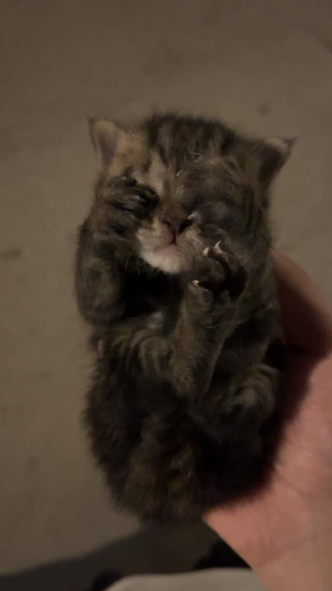 🌺 Ahlam AL Refae tweet media