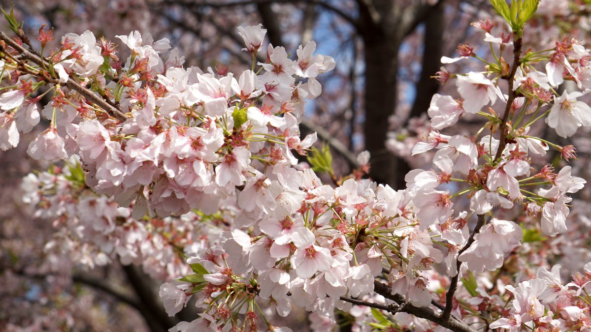 k808a's tweet photo. Not the full hanami experience, but still a welcome touch of Japan at Fort McHenry over the weekend https://t.co/Ws6IkK7qAm