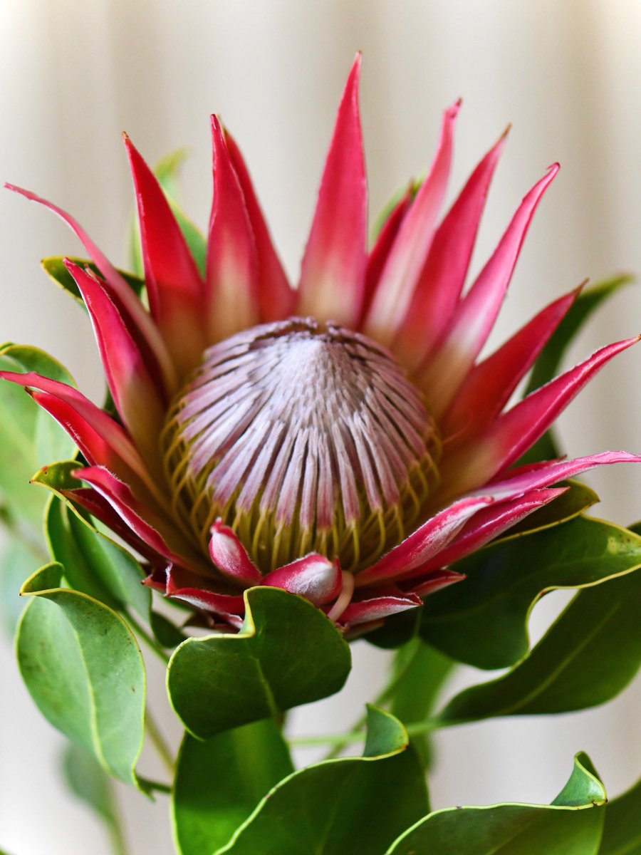 DianaR_Resendiz's tweet image. The flower that blooms in adversity is the most rare and beautiful of all. 🌸 Let this be a reminder to thrive, no matter the challenges. 🍃🌸👑🌷🍃 #mondaymotivation #natureinspires #resilienceinbloom #proteaking