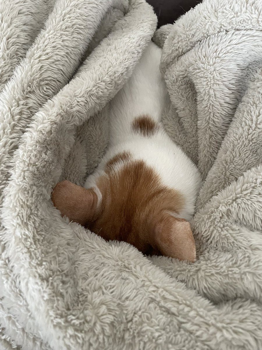 鯖の味噌煮。 tweet media