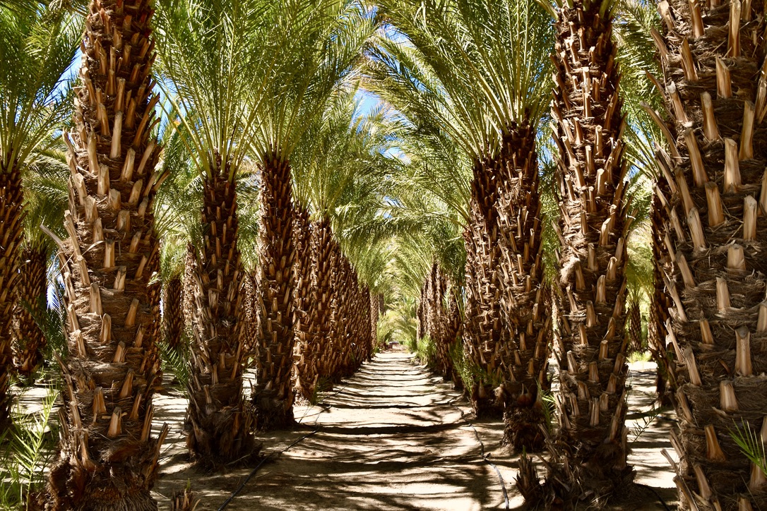 MaryOGreenberg's tweet photo. Rows of spectacular date palms line a grove at Sam Cobb Farms, a 20-minute drive from Palm Springs. The date farm tour is as delightful as Sam himself, and the generous date tasting is a real treat! Today on The Modern Postcard! https://t.co/PqwK1Kx7rN https://t.co/E002Ax3fC1