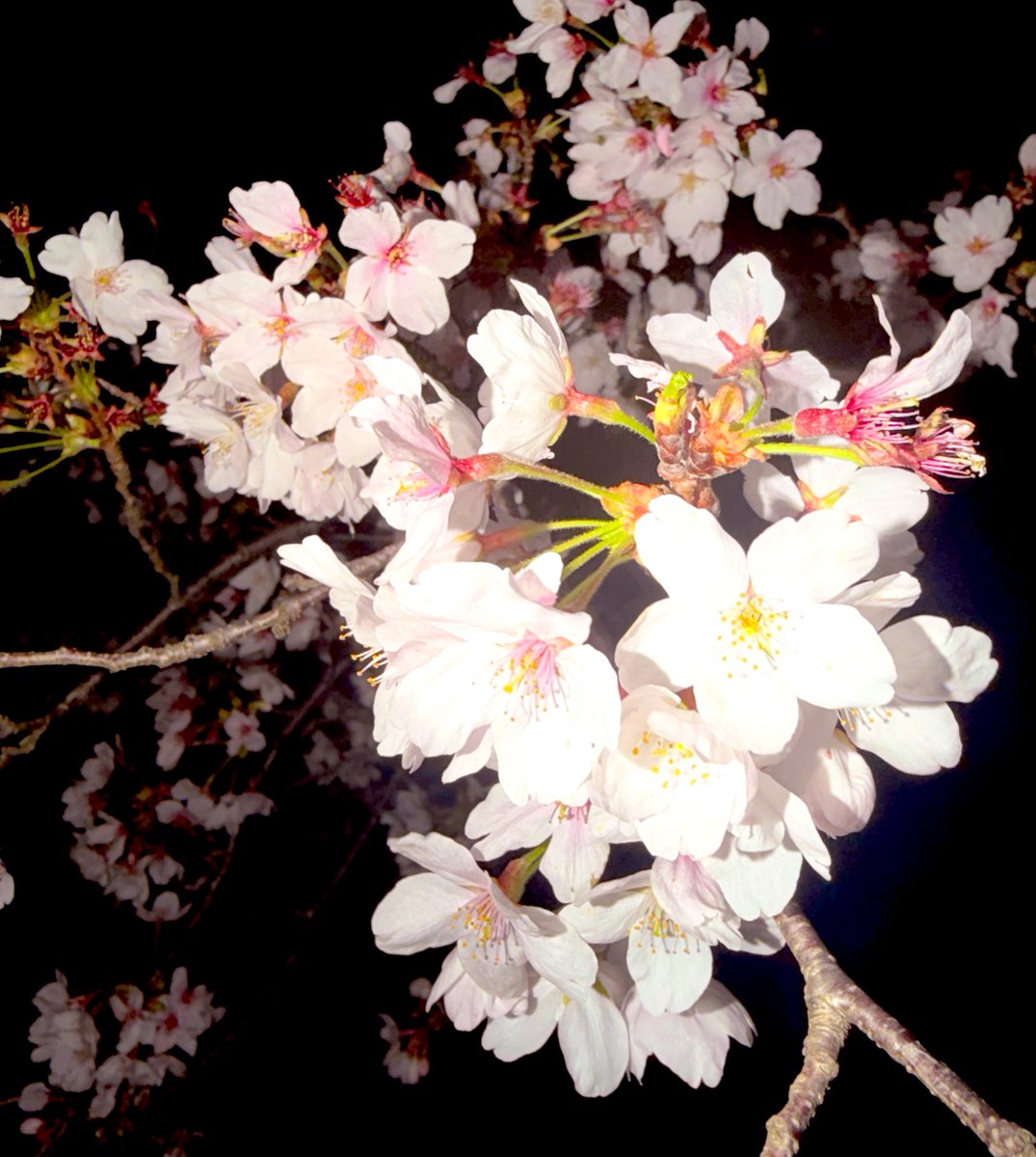 ひとみ🐬 tweet media