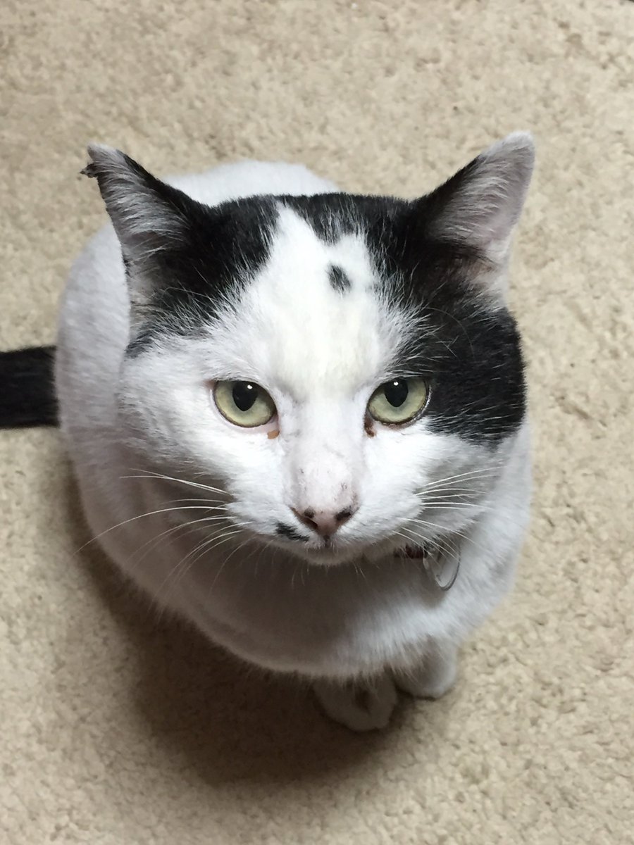 和音【ストロベリータルト】 tweet media