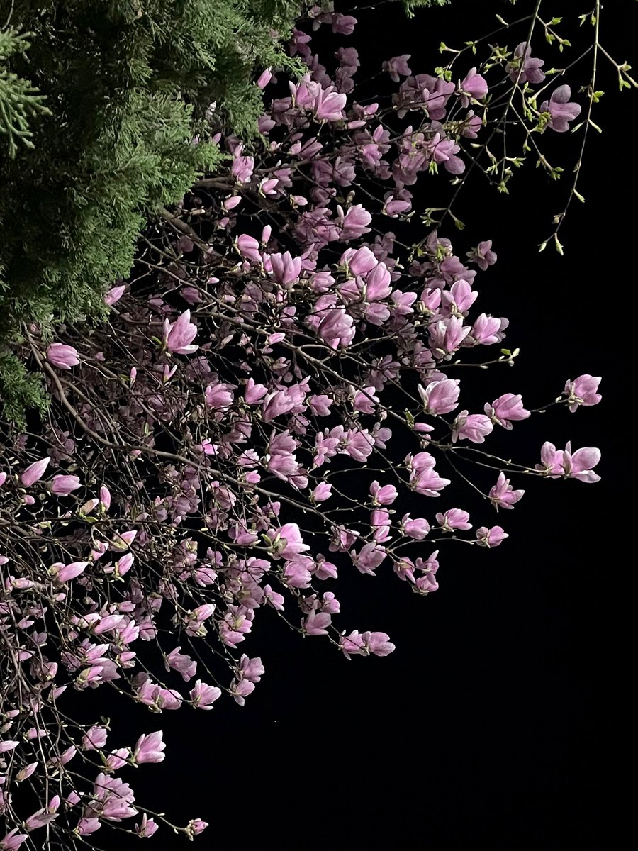 허제리 tweet media