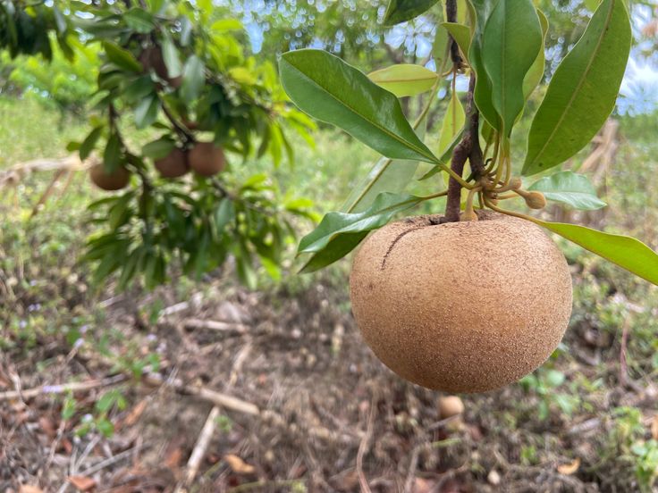 Williams tweet media