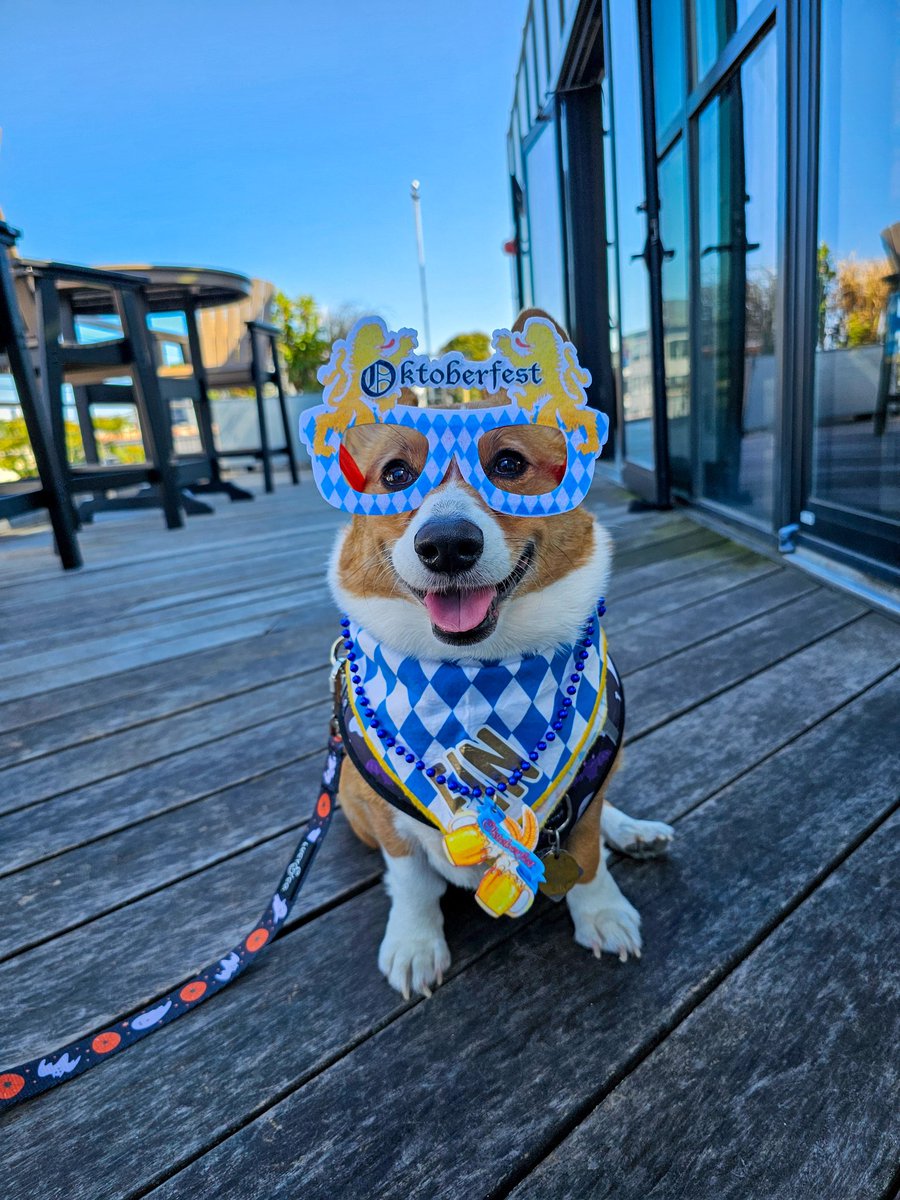streakydesign's tweet photo. Issiah if you happen upon this post please could you share some cute photos of Benny so I can draw your cute corgi. Thank you! Also here is some corgi tax of my very own corgi, Einzelda. https://t.co/VAy91Eiba8