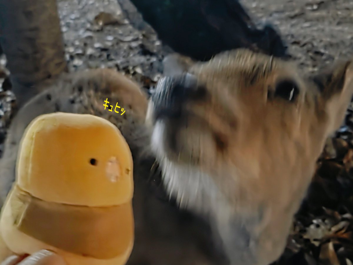 うさ耳//ぼんたや tweet media