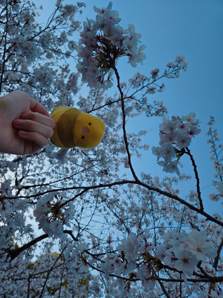 うさ耳//ぼんたや tweet media