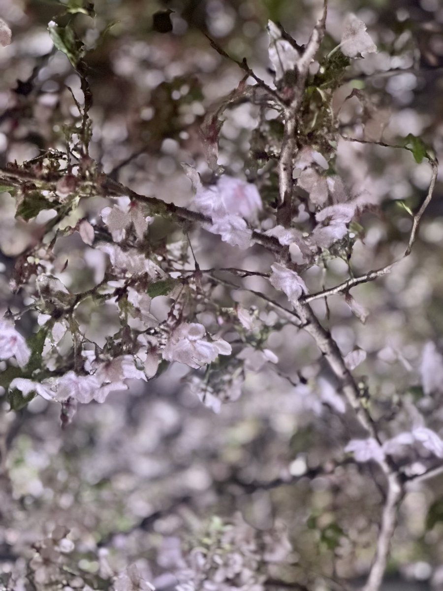 アヤミ🏴‍☠️ tweet media