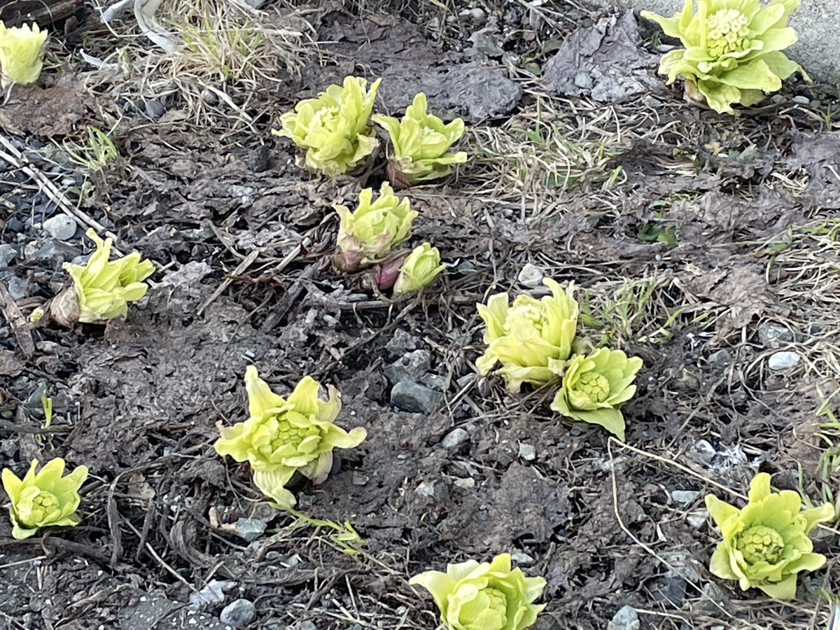 チエウサ tweet media