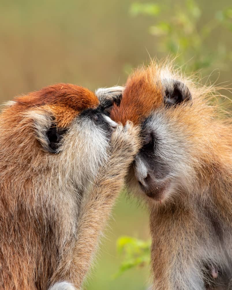 aniku_jakii256's tweet photo. Golden vibes in the wild. Uganda’s golden paths monkeys, only found in the Virunga ranges, are rare, playful, and full of life. swing through the bamboo forests like living treasures. A true wildlife goal worth chasing. #GoldenPosts #ExploreUganda #WildlifeGoals https://t.co/8YCmSfrkHA