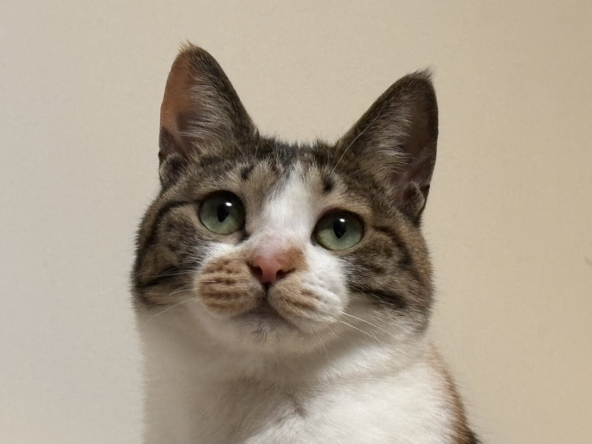 밤토리와츄원♡ tweet media