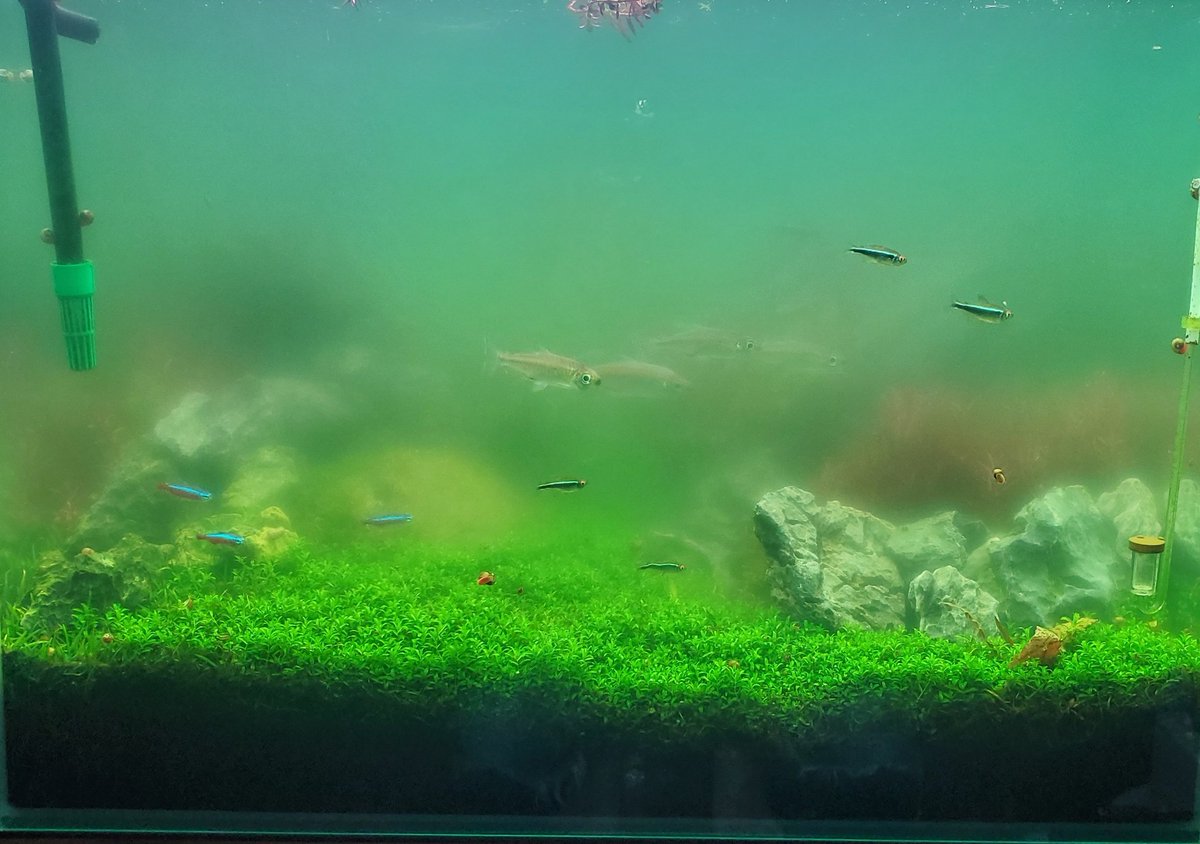 琉球パンダ tweet media