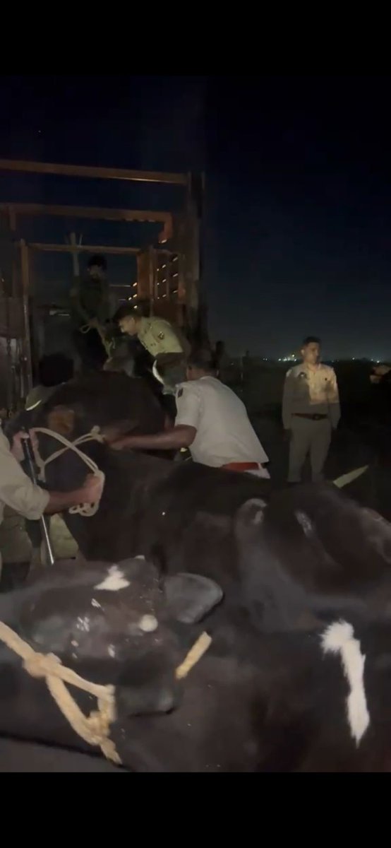 Dis_Pol_Jammu's tweet photo. Jammu Police foiled a bovine smuggling attempt in Nikki Tawi, rescuing 37 animals. Accused fled. FIR registered at PS Nowabad. During investigation, an illegal structure linked to the activity was identified and demolished as per law. https://t.co/pjeDsePja0