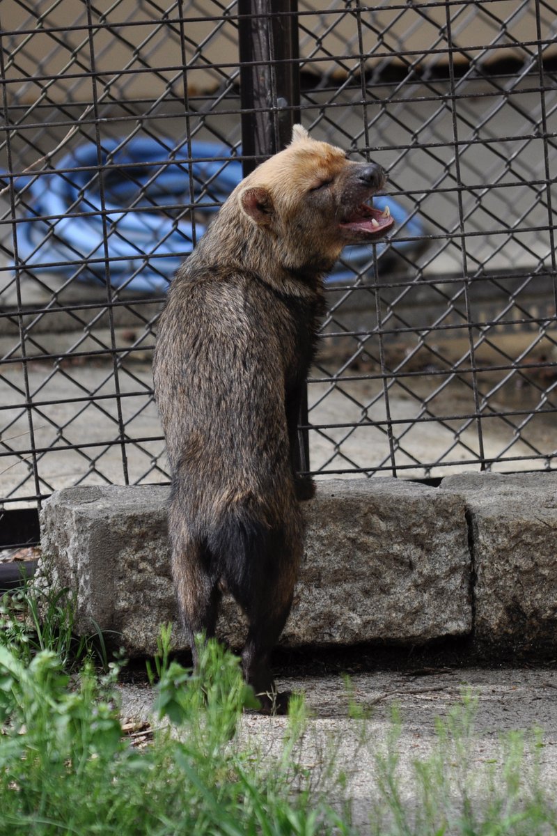 おぐらとーすと. tweet media