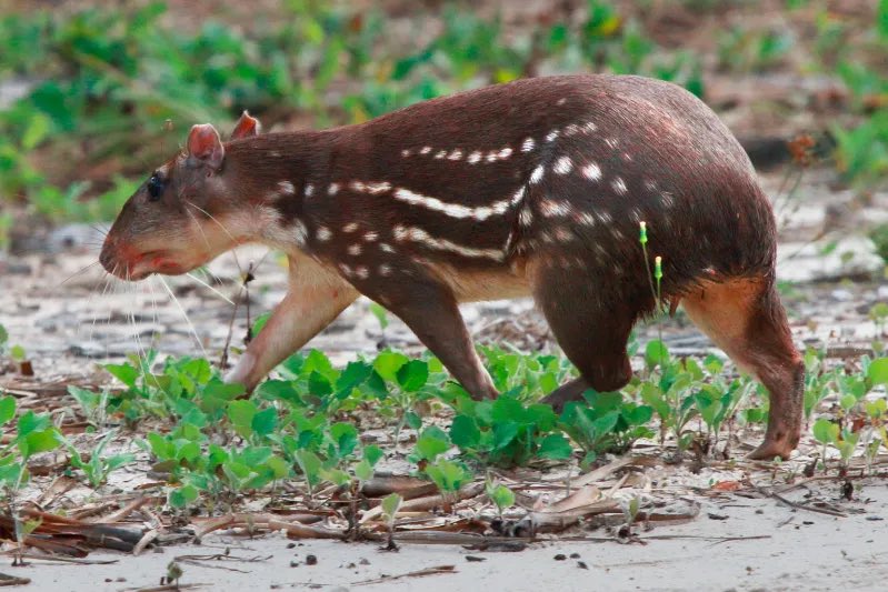 Pedro Cerize tweet media