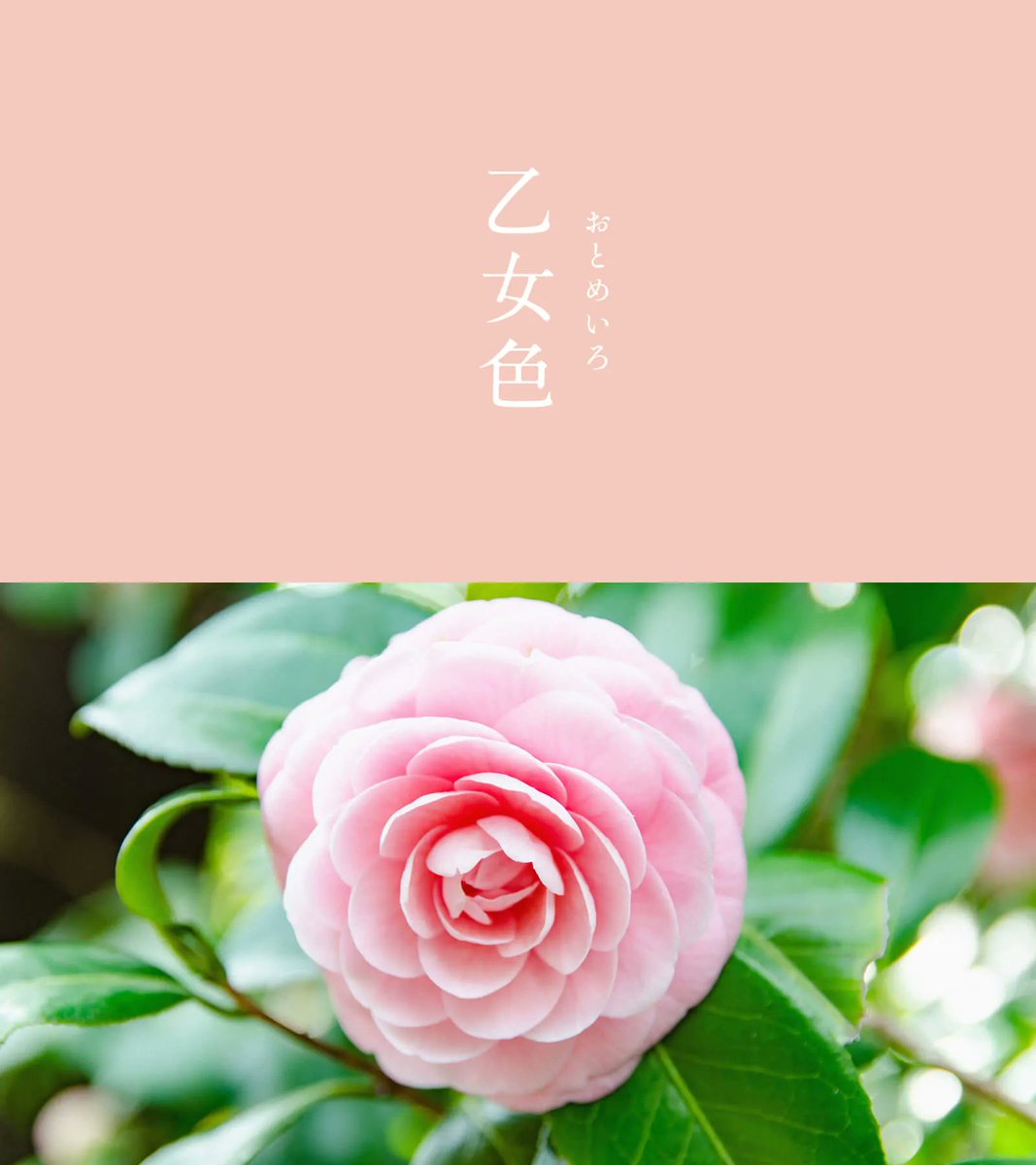 暦生活 tweet media