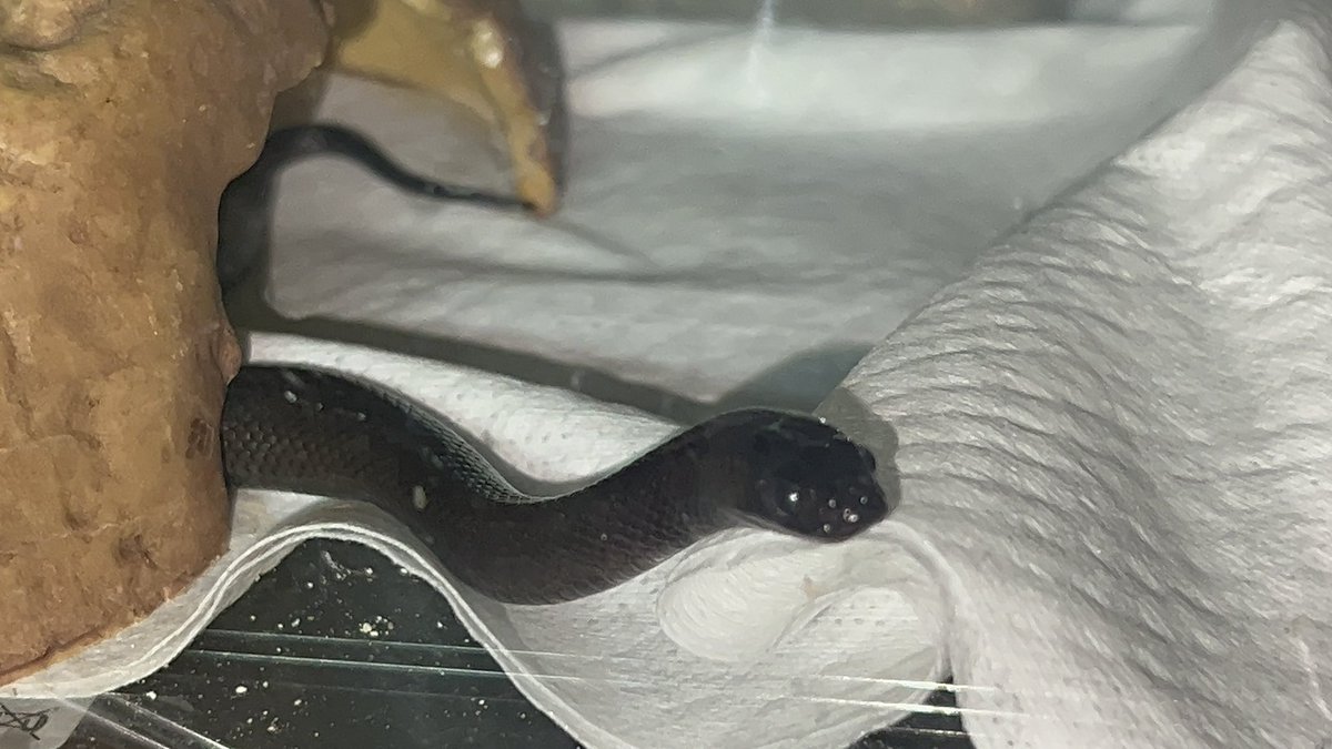 🌺*ஜ۩にゃるる۩ஜ*🌺 tweet media