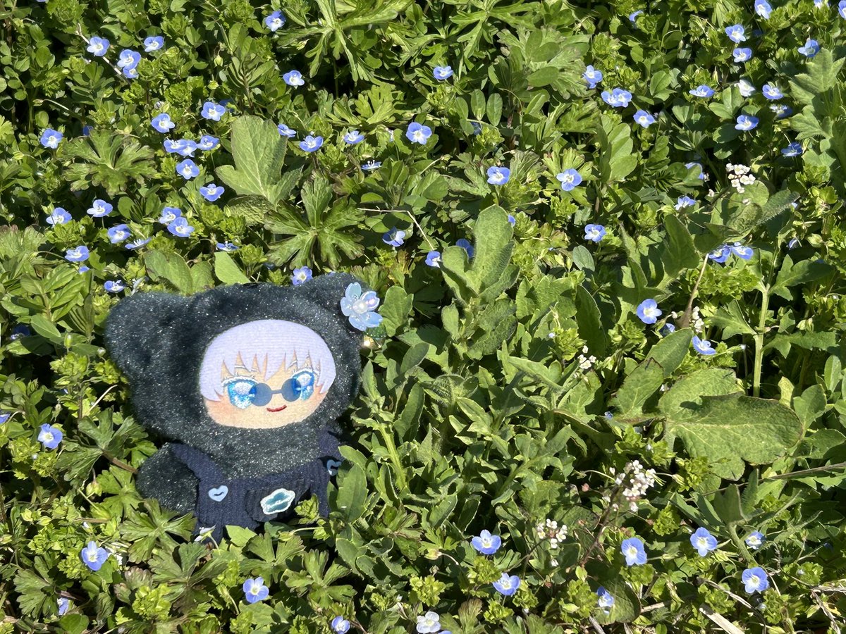 概念花畑いってみたいね、ちみ五

これはオオイヌノフグリをネモフィラだと教え込まれたちみ五😌（ごめん...）