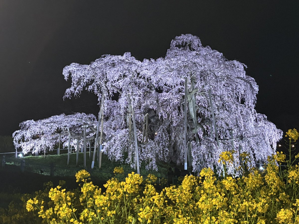 あっという間に満開になった、三春の滝桜を見てきました。
大雪で枝が折れたことが心配でしたが、今年も見事に咲いていました。
#三春滝桜