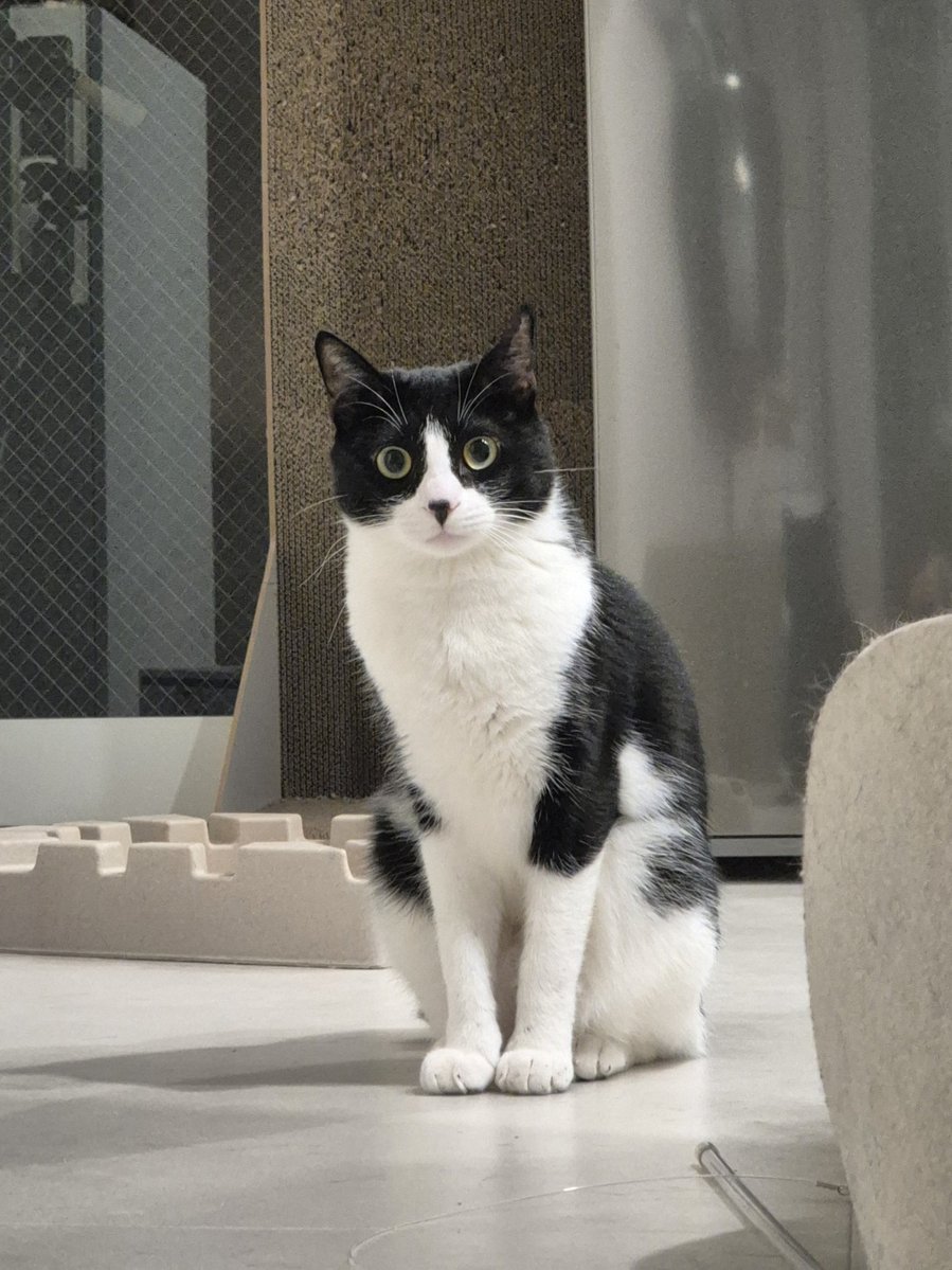 봉구네 김밥이 tweet media