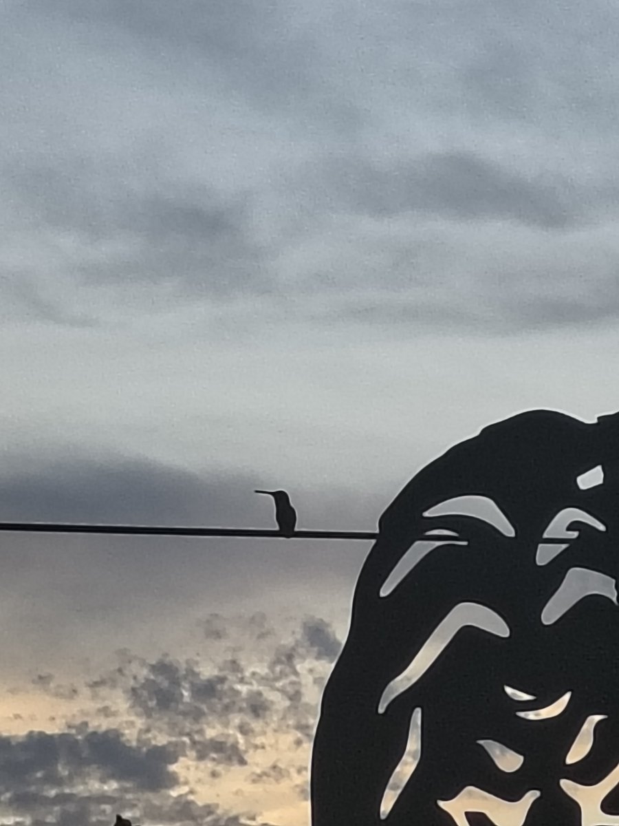 The Kent tweet media