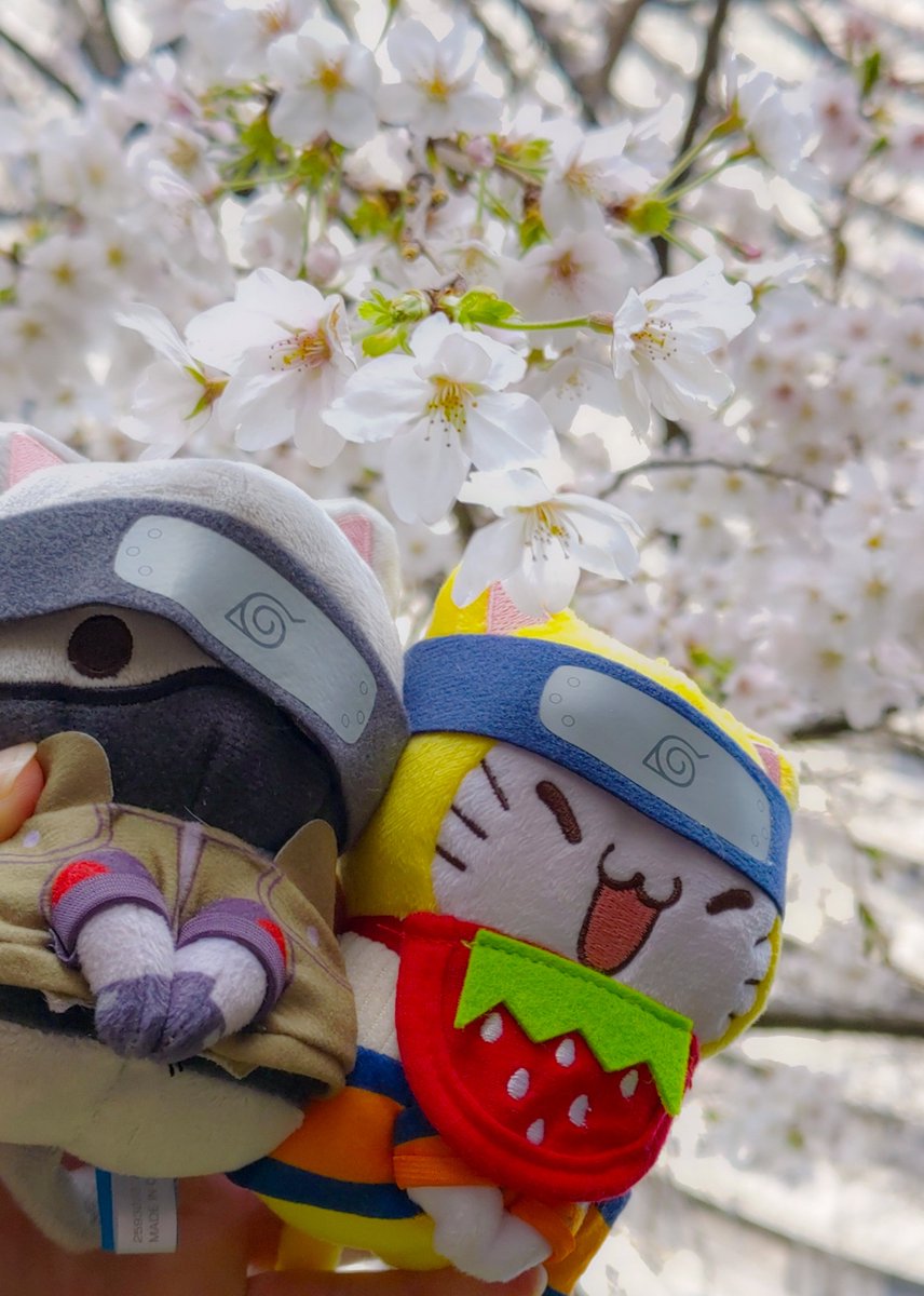 某ホテルのお庭で🌸と撮ってきたよ
#カカニャル写真部