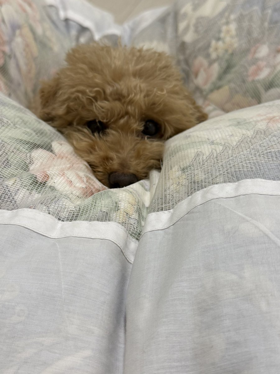 Rau_717's tweet photo. おやすみなさい🐶🐾 https://t.co/fz6JHg9BsD