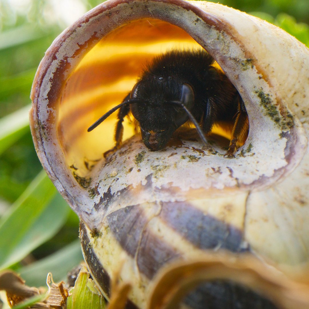 natgeotvturkiye's tweet image. Doğada 20.000’den fazla türü bulunan arıların dünyasını keşfetmeye hazır mısın?

Arıların Gizemli Dünyası, yarın Disney+'ta. Akşam 20.00'de #WILD'da. @disneyplustr