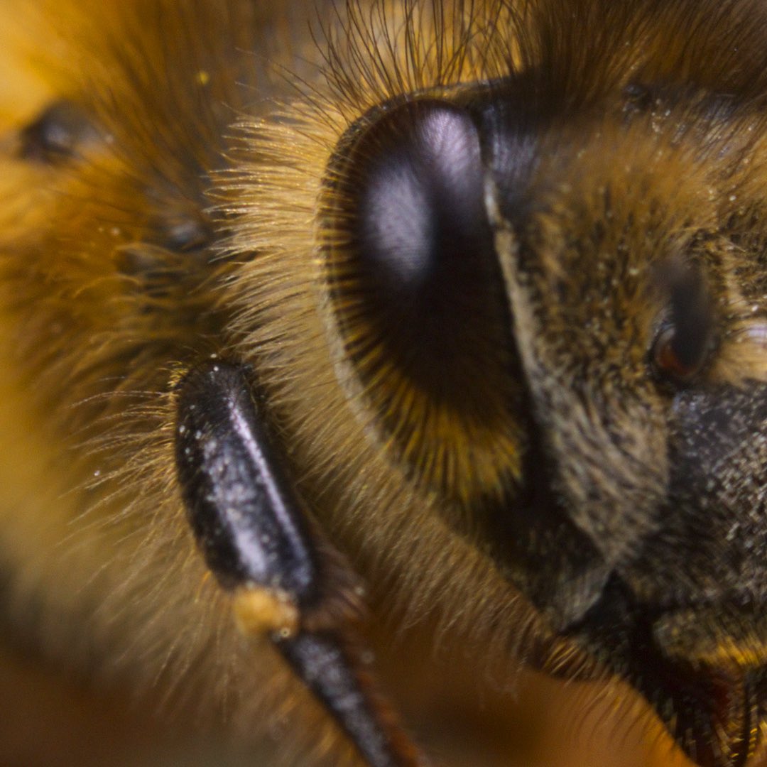 natgeotvturkiye's tweet image. Doğada 20.000’den fazla türü bulunan arıların dünyasını keşfetmeye hazır mısın?

Arıların Gizemli Dünyası, yarın Disney+'ta. Akşam 20.00'de #WILD'da. @disneyplustr