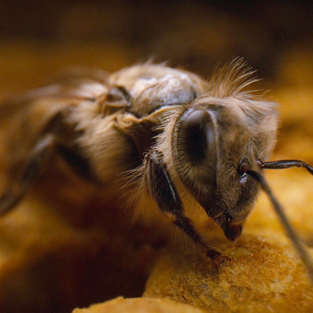 natgeotvturkiye's tweet image. Doğada 20.000’den fazla türü bulunan arıların dünyasını keşfetmeye hazır mısın?

Arıların Gizemli Dünyası, yarın Disney+'ta. Akşam 20.00'de #WILD'da. @disneyplustr