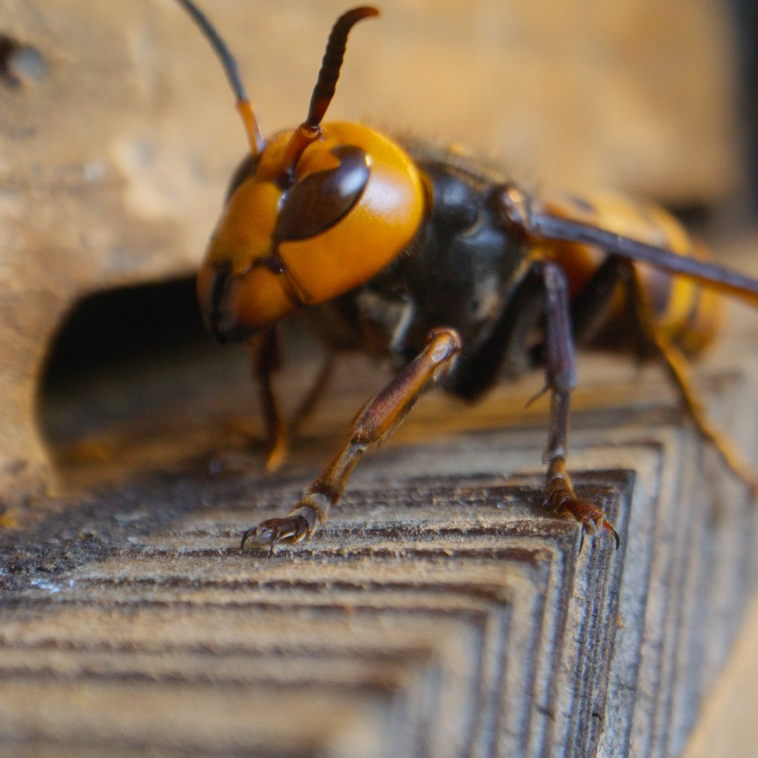 natgeotvturkiye's tweet image. Doğada 20.000’den fazla türü bulunan arıların dünyasını keşfetmeye hazır mısın?

Arıların Gizemli Dünyası, yarın Disney+'ta. Akşam 20.00'de #WILD'da. @disneyplustr