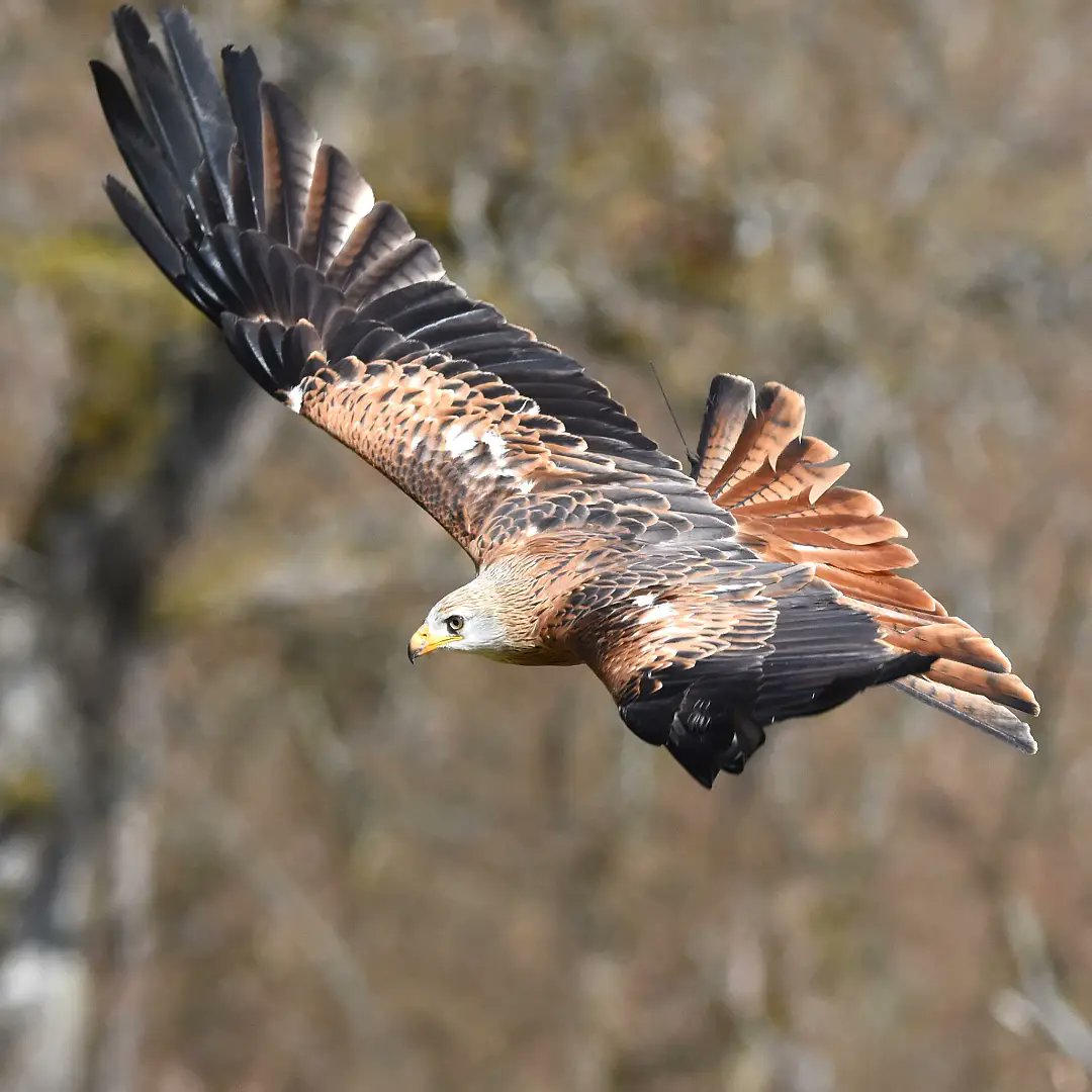 TheMirajMustafa's tweet photo. Red Kite (Milvus milvus). https://t.co/aFyoiPAt2V