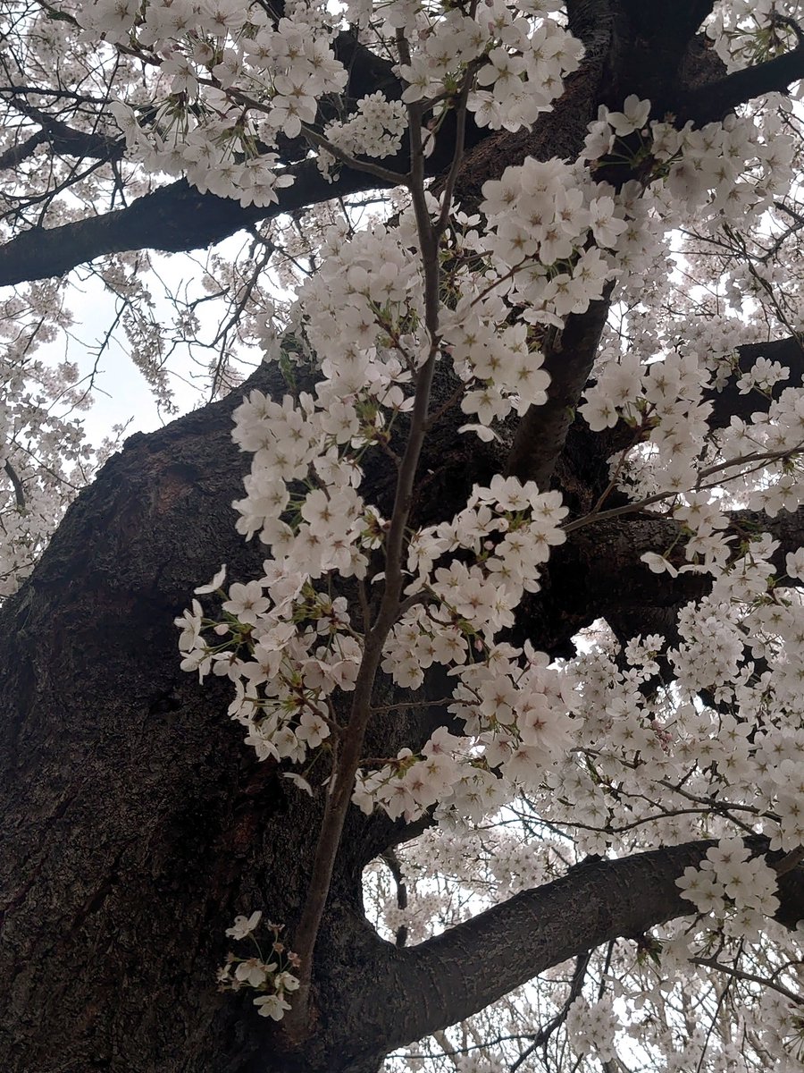 maririn63's tweet photo. 長野市の桜も見頃になったよ
長野駅東口公園にて https://t.co/hNHfIvwf3r