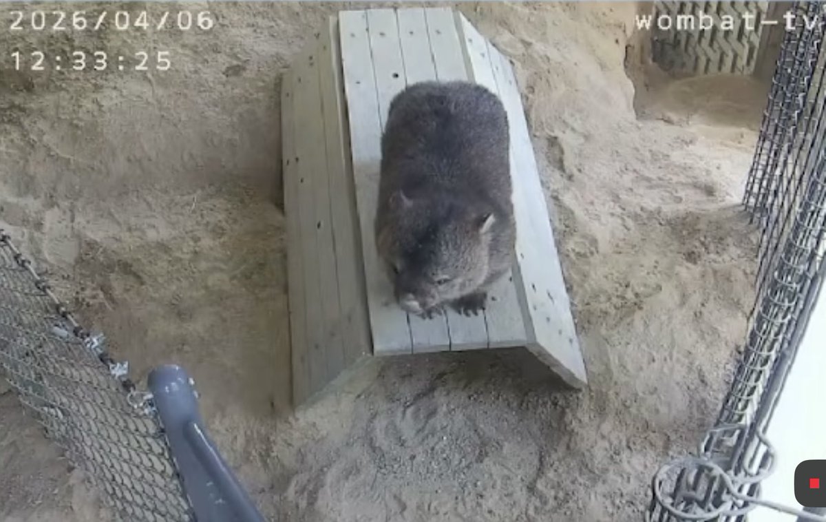 ょ🦛ょ🐑ょ tweet media