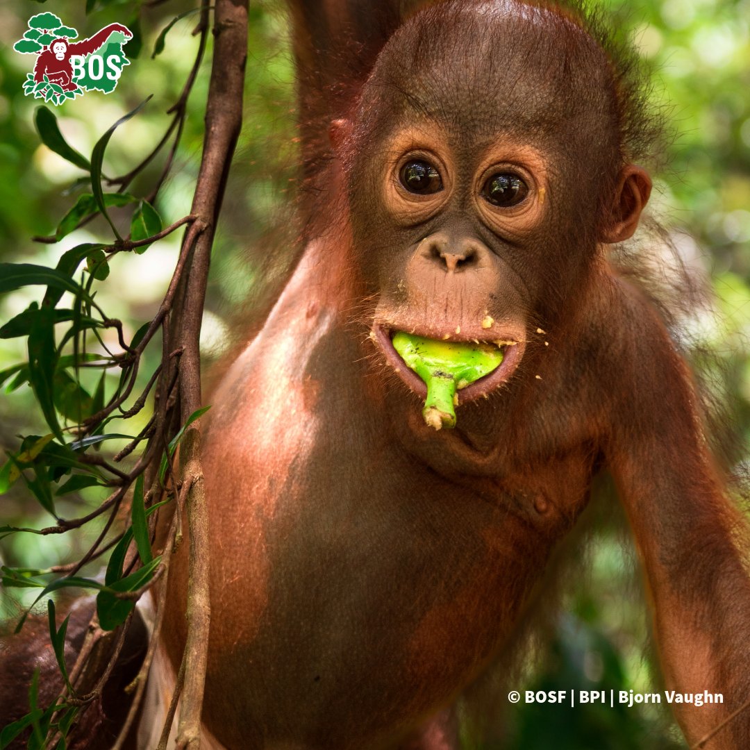 Borneo Orangutan Survival USA tweet media