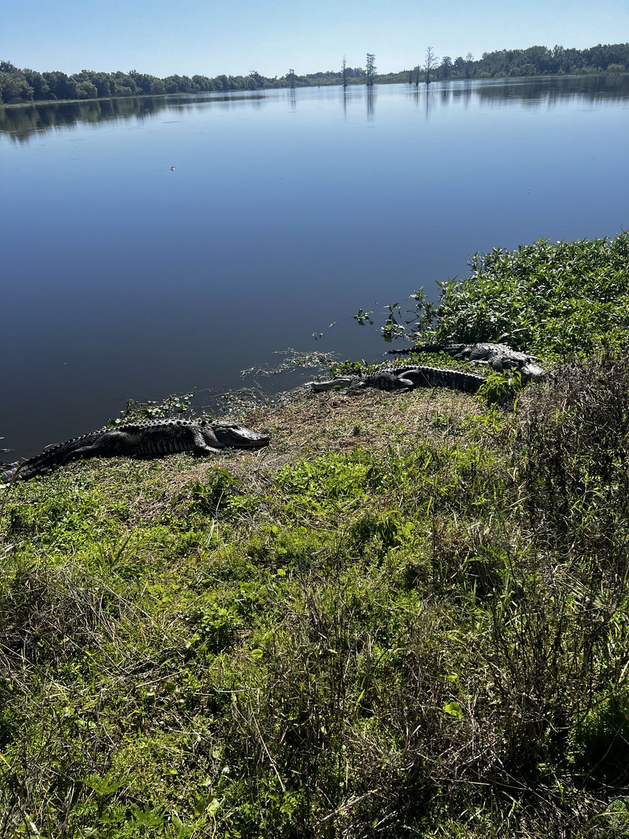 nhsmith22's tweet photo. @ddaaannnniiii Y’all should take a trip to Circle B in Lakeland sometime! Thousands of gators out there with miles of walking trails. Really cool to see! https://t.co/7wQWzIsaUZ