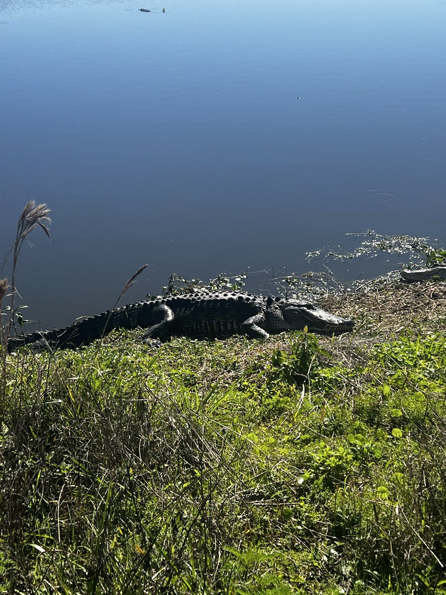 nhsmith22's tweet photo. @ddaaannnniiii Y’all should take a trip to Circle B in Lakeland sometime! Thousands of gators out there with miles of walking trails. Really cool to see! https://t.co/7wQWzIsaUZ