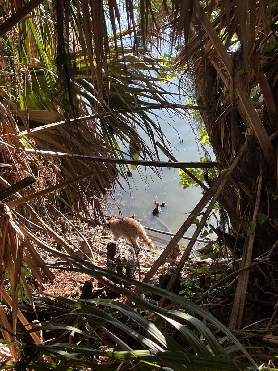 nhsmith22's tweet photo. @ddaaannnniiii Y’all should take a trip to Circle B in Lakeland sometime! Thousands of gators out there with miles of walking trails. Really cool to see! https://t.co/7wQWzIsaUZ