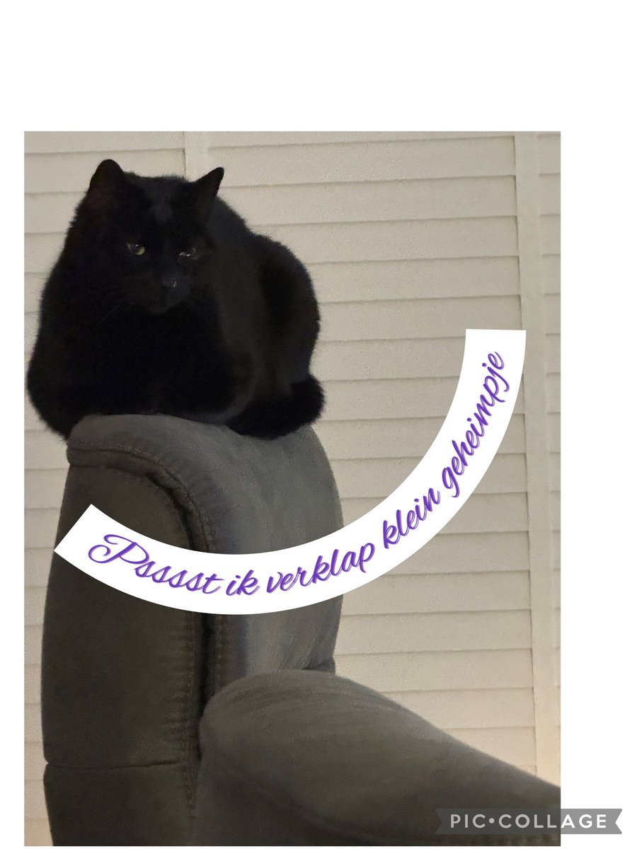 Muffin💕Garfield en 🐾Boy tweet media