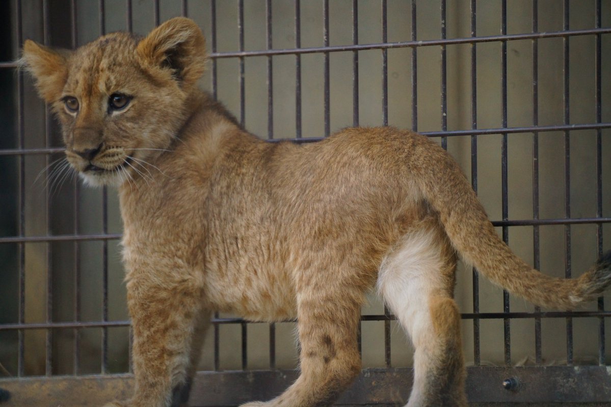 丹下左膳 tweet media