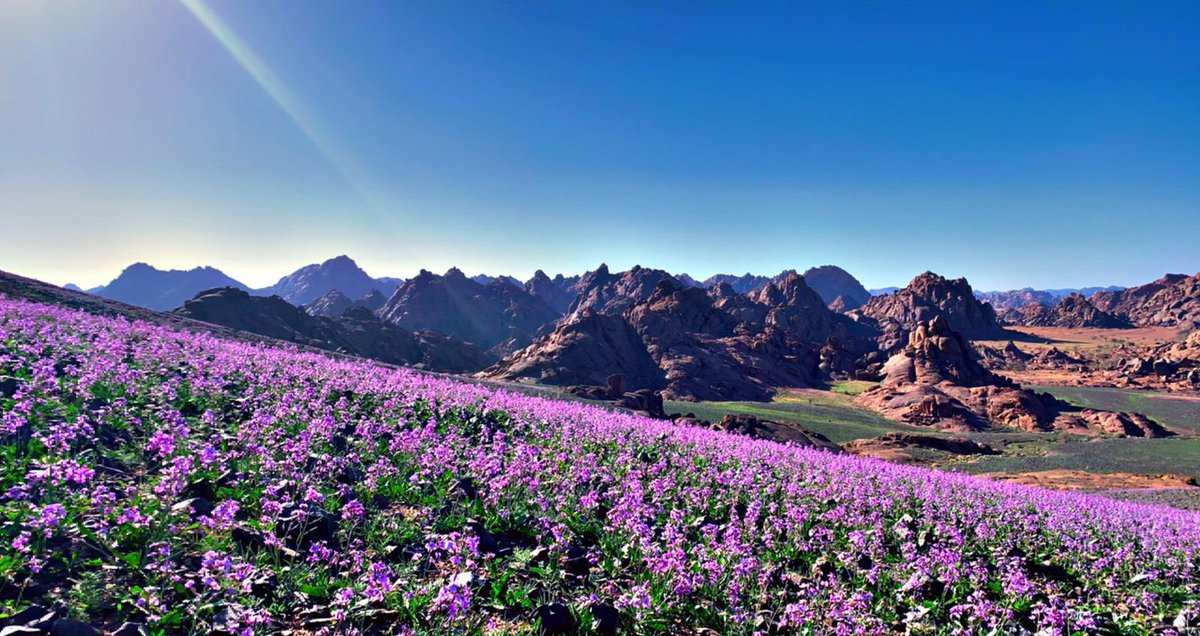 TSP جيوغرافيك tweet media