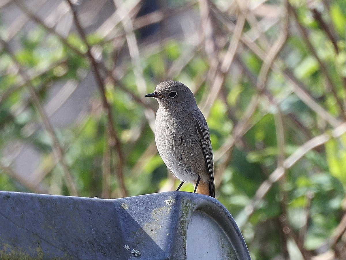 HemmingsTim's tweet photo. Black redstart at winterton. https://t.co/FHj0R6VrbI