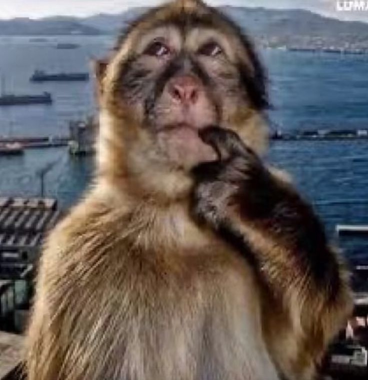 clìodhna tweet media