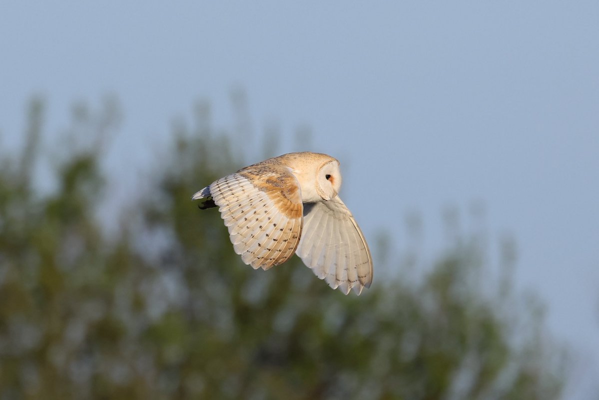 Steve Hubbard tweet media