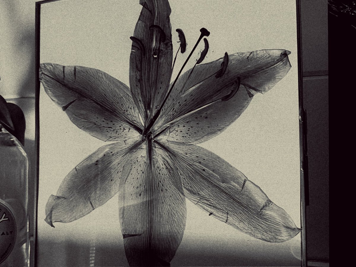 𝓼𝐞𝐥𝐢𝐧𝐞 tweet media