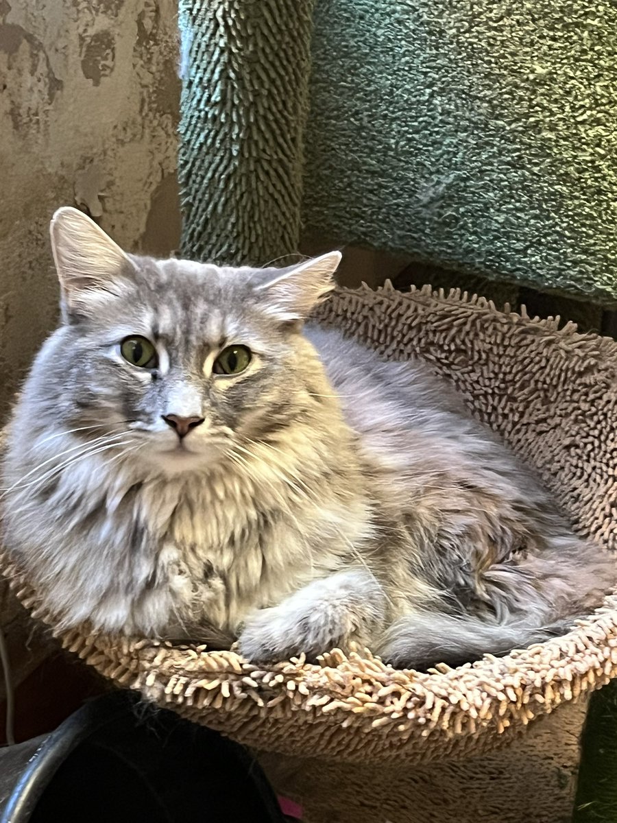 Mouse (Gabapentin Type) tweet media