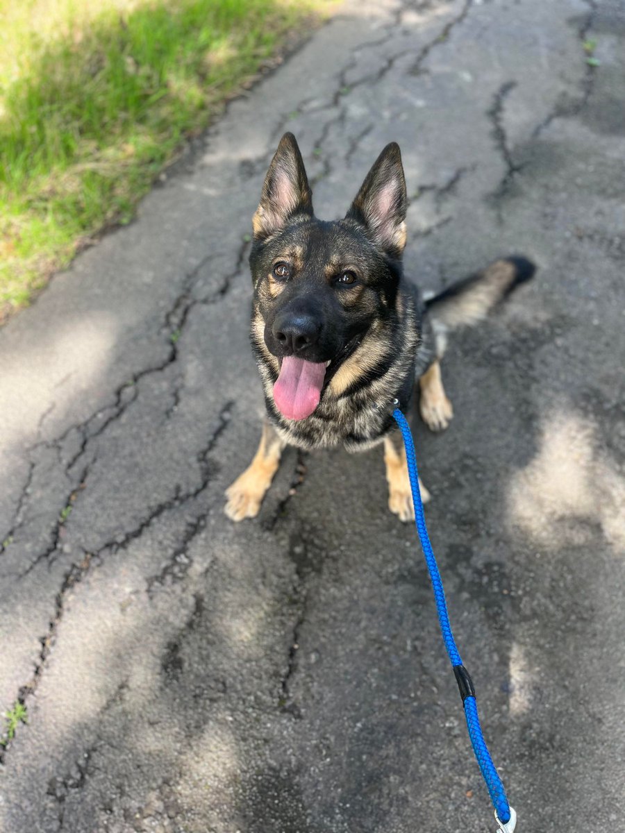 German Shepherd Rescue Elite ( GSRE ) tweet media