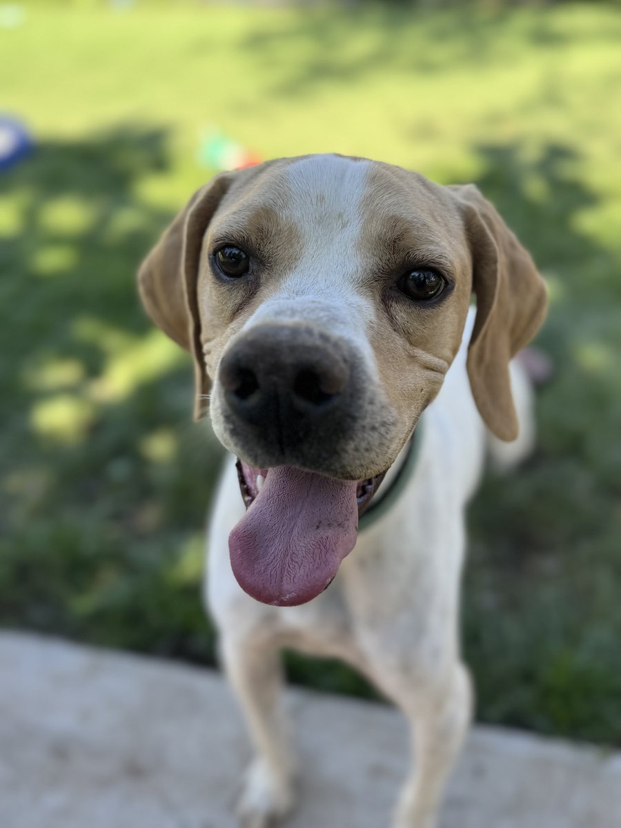SavingStraysUK's tweet image. Meet our Dogs Monday brings you Anyo
Anyo came to us in 2025 after he was found starving on a roadside in Bosnia. He’s estimated to be three years young and he loves a cuddle, throwing his bowl around at 5am and running in the sensory garden!#meetourdogsmonday #anyo #hello